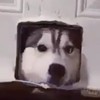 丛林