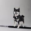 SWHSU