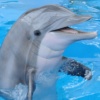 海豚