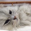 Kani