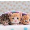 我爱猫猫