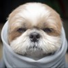 jolly_feather_wjv
