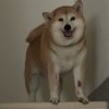 柒柒