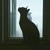 猫某人