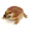一摸狗