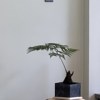 tiny_firefly_pba