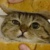 芜唐