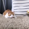 PJJJJ个音色