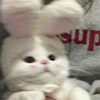 一日猫猫