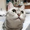 一颗番茄