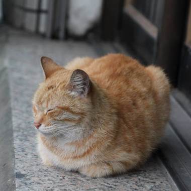 犯人又不是人类