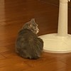 黛子