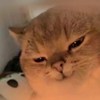 魏无盐