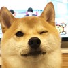 好大一个菜包子