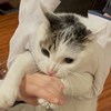 鸭仔