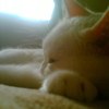 Animfly