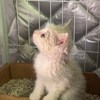vdoo_vc