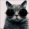 爱笑的猫咪