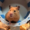 木鹿月