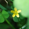 vivici