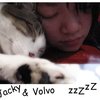 馒头VOLVO