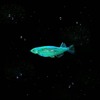 Stranded_Fish