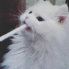 cyuln