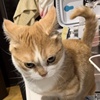 阿桃