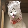 不露倩
