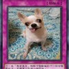 YM