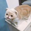 噜噜