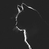 wenlin_8948