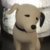 whitedog