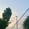 鲔鱼