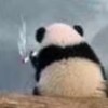 浣熊不怕熬夜