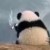 浣熊不怕熬夜