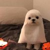 wispybreeze