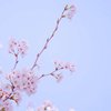 withered_leaf_6z7