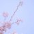 withered_leaf_6z7