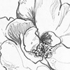 Jillu Huang