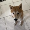翁