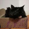 梧猫