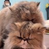 隐形猫