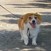 小乐