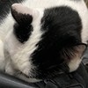 xuan_nihow