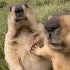 维维