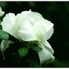 龙葵芯