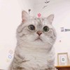 沈