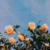 yanghsuan_