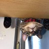 颖哥哥
